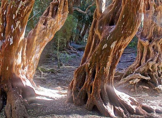 Bariloche: Bosque de Arrayanes
