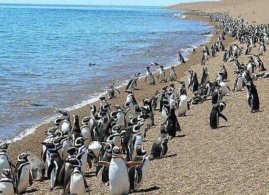 peninsula-valdes-tours-magellanic-penguins-punta-tombo-penguinsintro Pingüinos de Magallanes en Punta Tombo