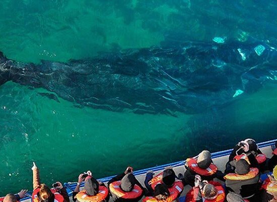 Avistaje de Ballenas en Península Valdes