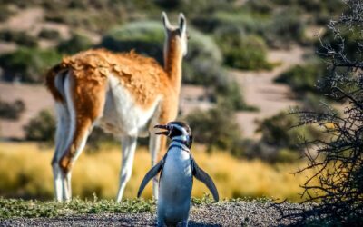 Pingüino de Magallanes conviviendo con un Guanaco Pingüino de Magallanes conviviendo con un Guanaco